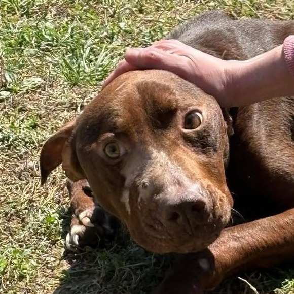 Gator, adoptable, Adult Male American Staffordshire Terrier.
