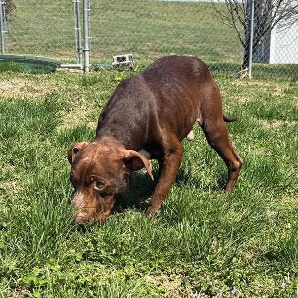 Enlarge Gator, an adoptable mixed breed in Bardstown, KY image 2/6