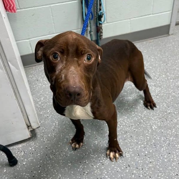 Enlarge Gator, an adoptable mixed breed in Bardstown, KY image 4/6