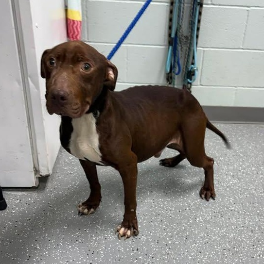 Enlarge Gator, an adoptable mixed breed in Bardstown, KY image 6/6