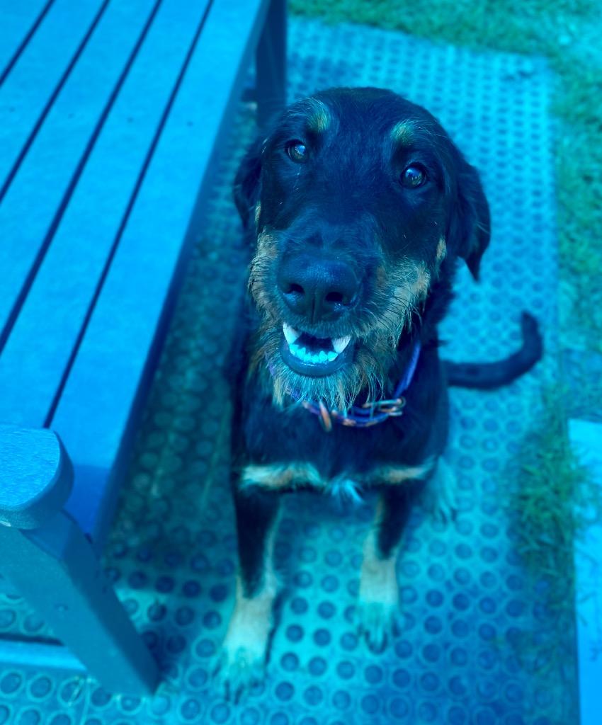 Enlarge Bella, a Adoptable mixed breed in Bryant, AR image 1/5
