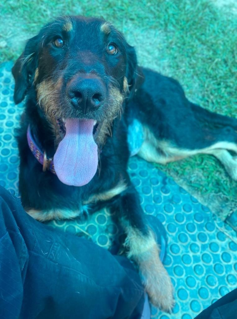 Enlarge Bella, a Adoptable mixed breed in Bryant, AR image 2/5