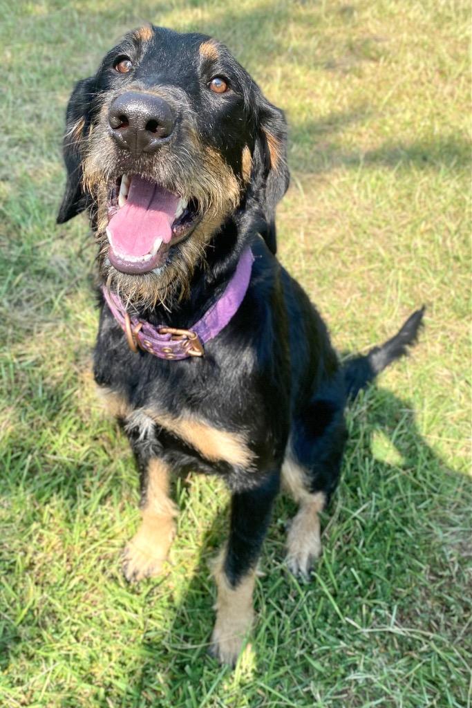 Enlarge Bella, a Adoptable mixed breed in Bryant, AR image 3/5
