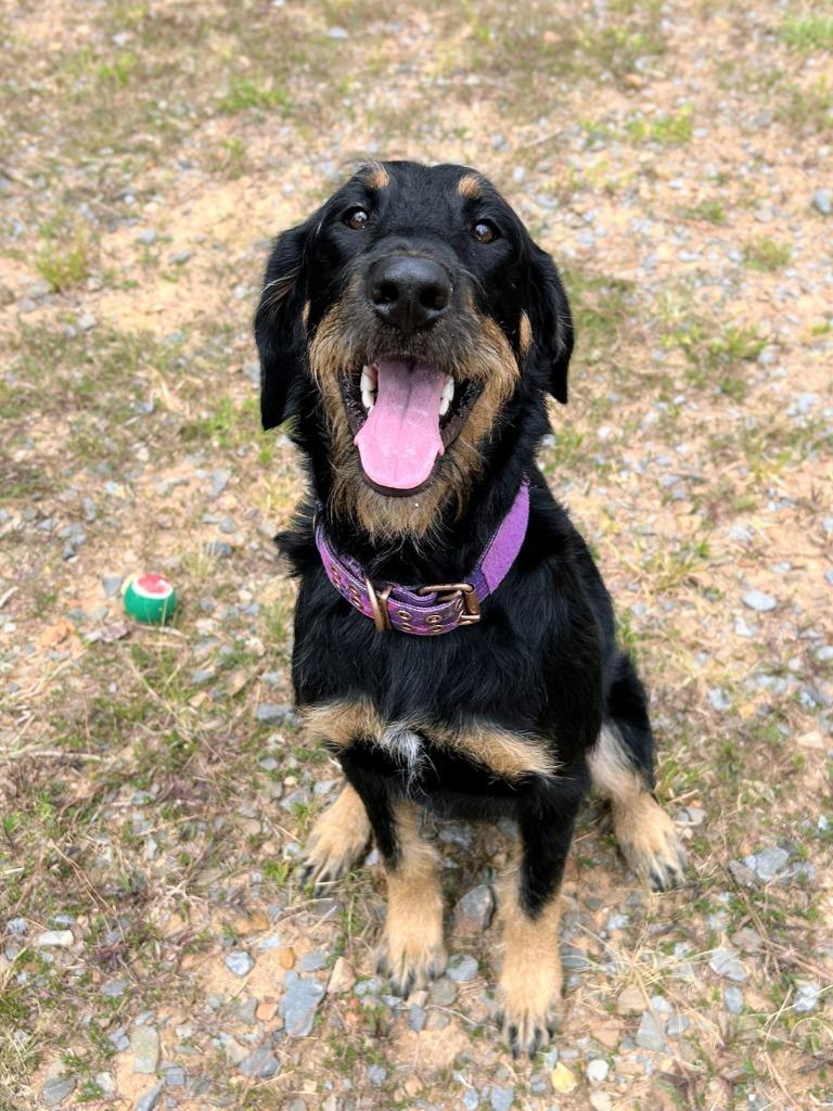 Enlarge Bella, a Adoptable mixed breed in Bryant, AR image 4/5