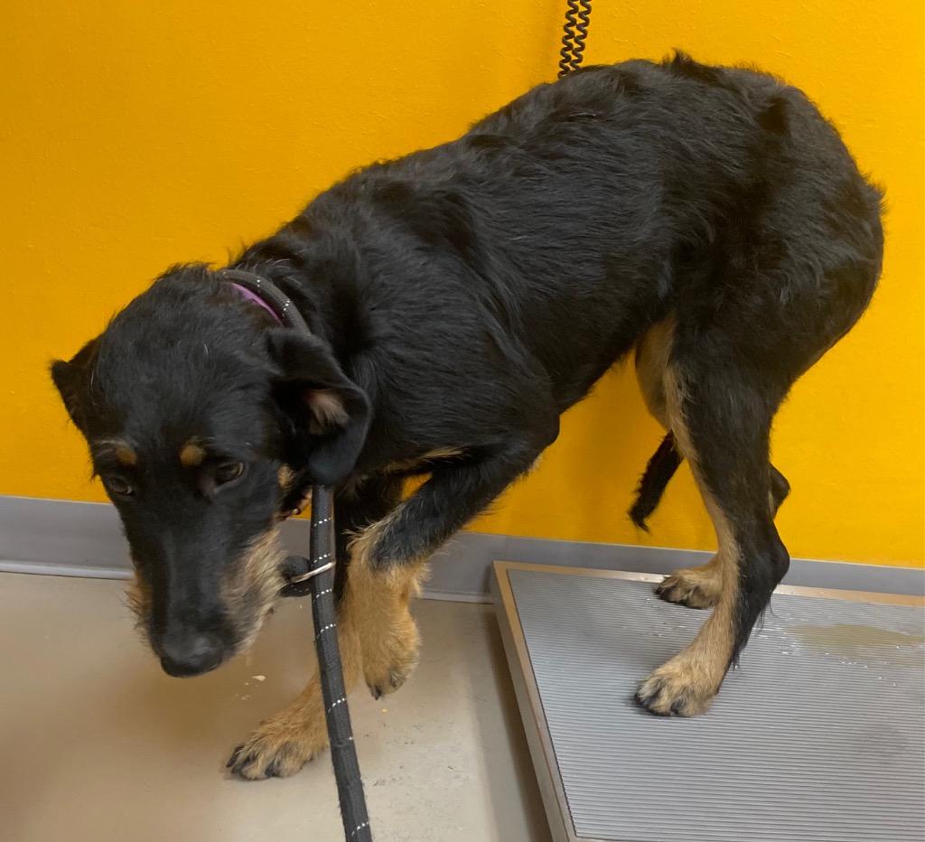Enlarge Bella, a Adoptable mixed breed in Bryant, AR image 5/5
