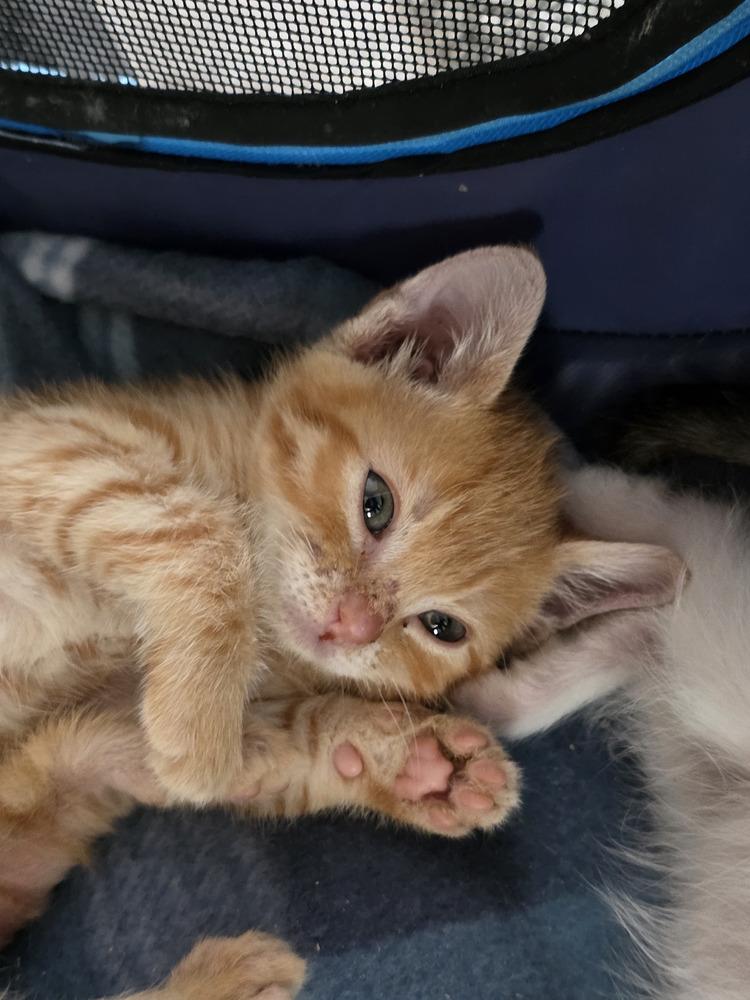 Nutmeg, Adoptable, Kitten Female Domestic Short Hair.