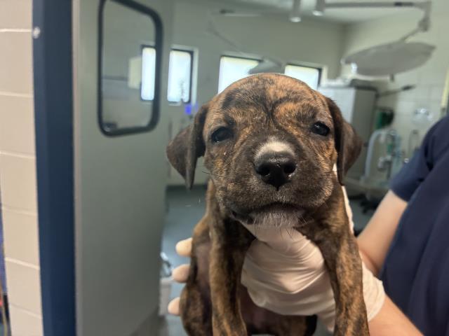 TRISH, Adoptable, Puppy Female Mixed Breed.