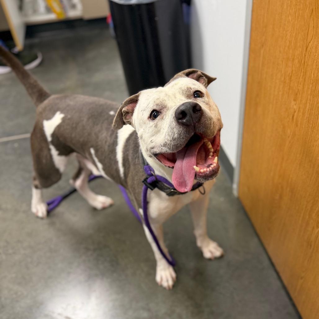 Tod, a Adoptable mixed breed in Dickinson, TX image 1/5