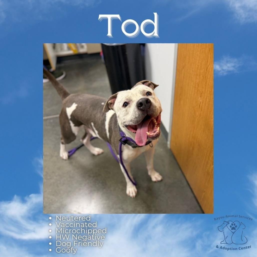 Tod, Adoptable, Adult Male Pit Bull Terrier & Mixed Breed.