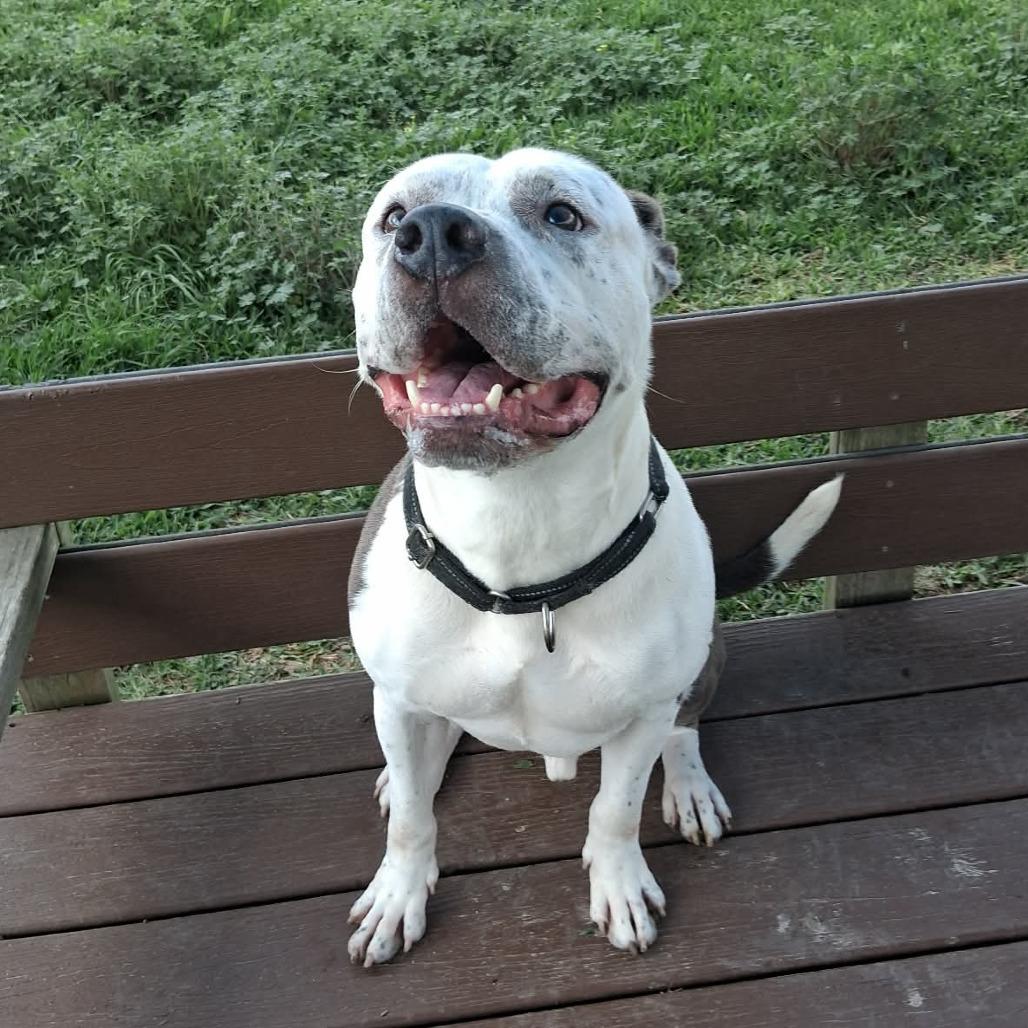 Tod, a Adoptable mixed breed in Dickinson, TX image 4/6