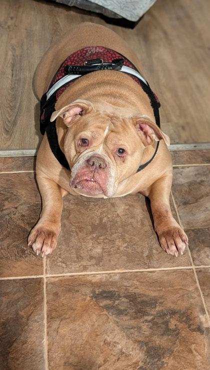 Enlarge ROSEBUD MCCLAIR, a ADOPTABLE English Bulldog in Bonney Lake, WA image 2/2