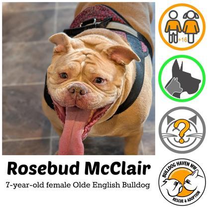 Enlarge ROSEBUD MCCLAIR, a ADOPTABLE English Bulldog in Bonney Lake, WA image 1/2
