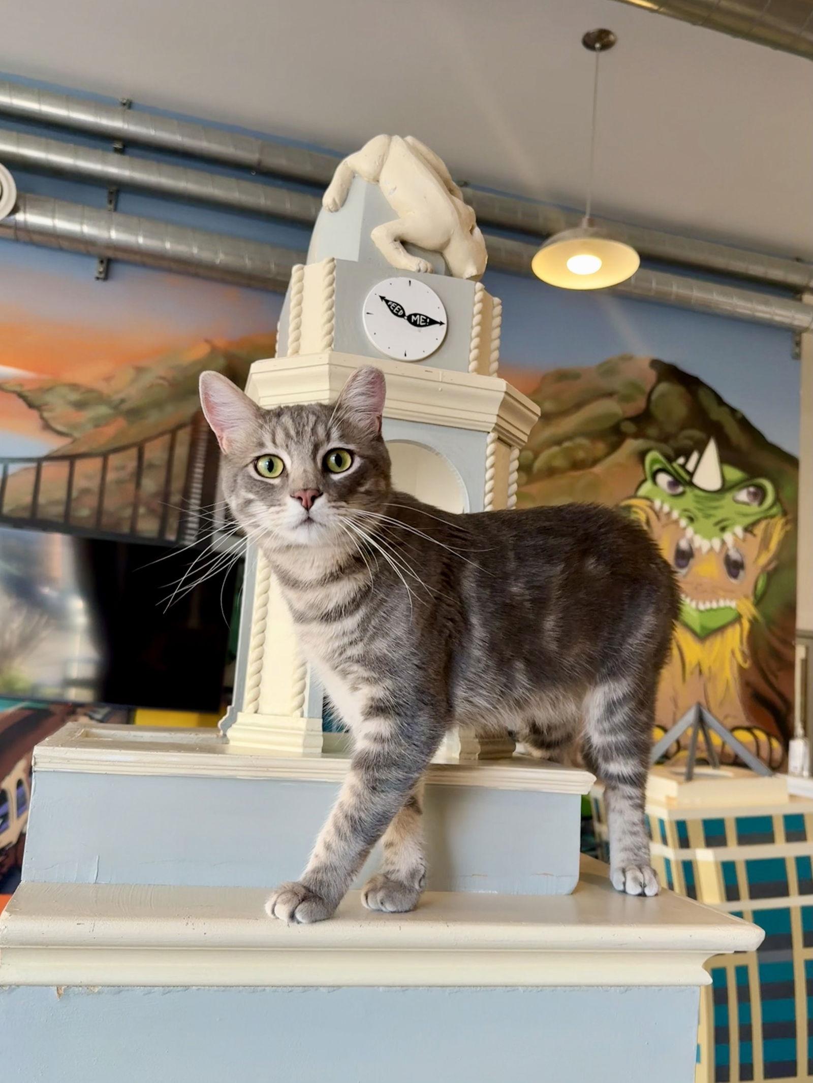 Tommy (bonded with Bennett), Adoptable, Young Male Domestic Short Hair.