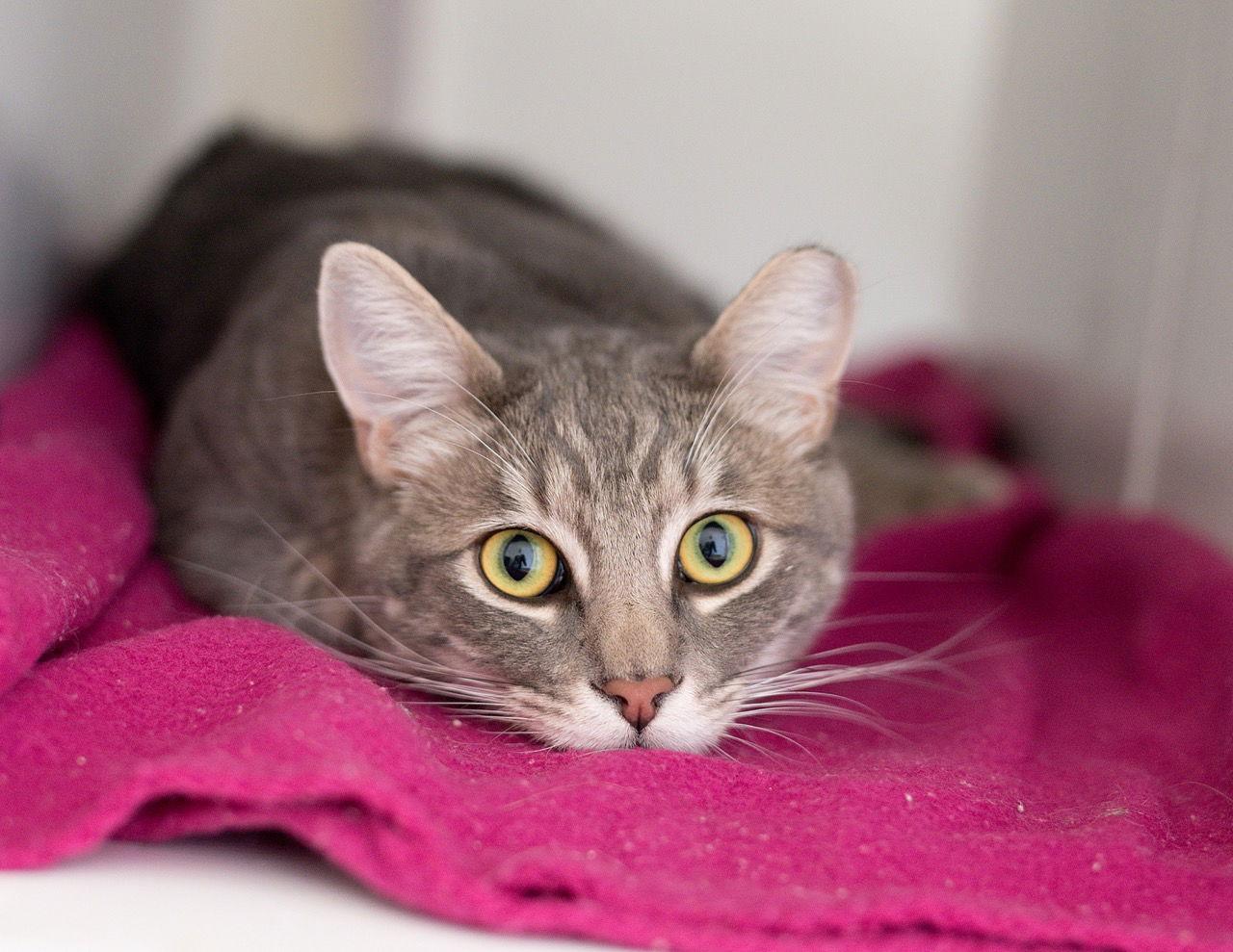 Enlarge Tommy (bonded with Bennett), a Adoptable Domestic Short Hair in Oakland, CA image 2/3