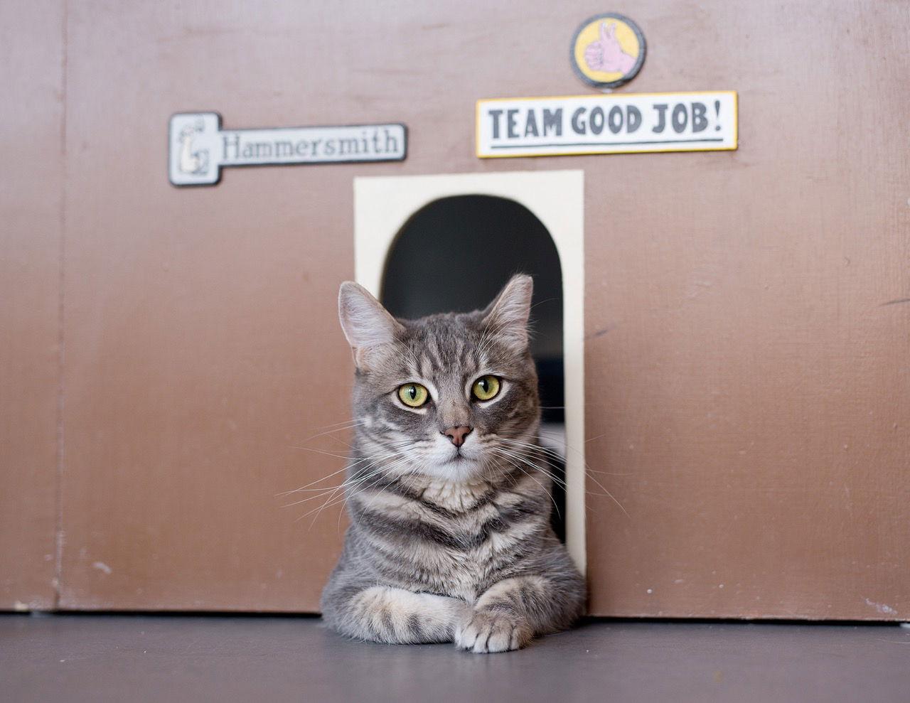 Enlarge Tommy (bonded with Bennett), a Adoptable Domestic Short Hair in Oakland, CA image 3/3