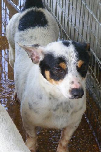 Blaine, Adoptable, Senior Male Rat Terrier & Jack Russell Terrier.
