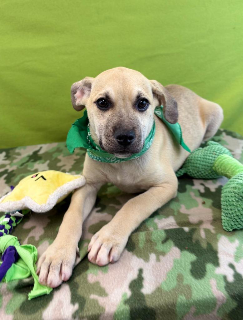 Enlarge Snake, a Adoptable mixed breed in Nacogdoches, TX image 1/5