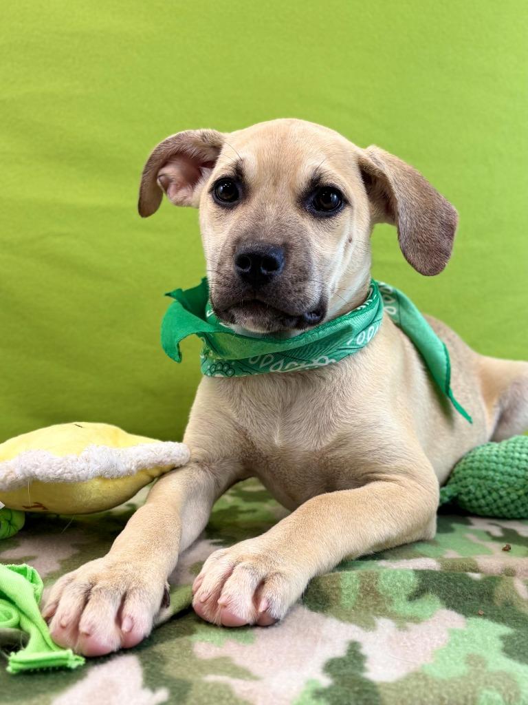 Enlarge Snake, a Adoptable mixed breed in Nacogdoches, TX image 2/5