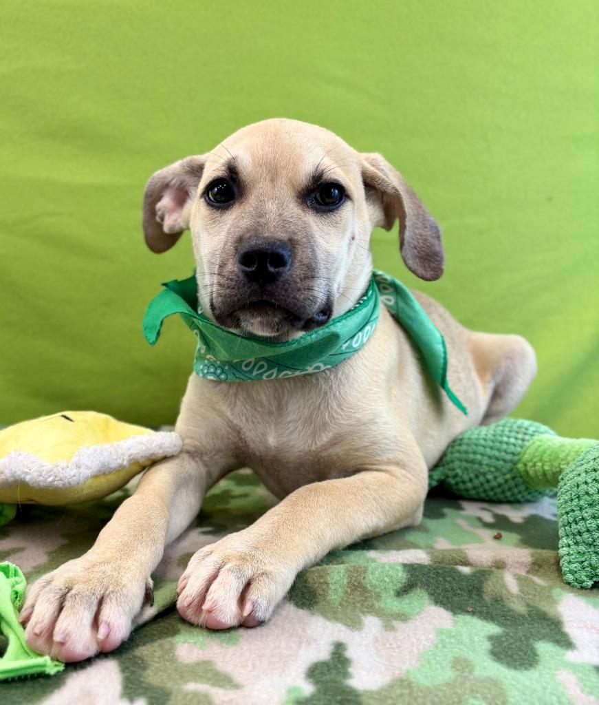 Enlarge Snake, a Adoptable mixed breed in Nacogdoches, TX image 3/5