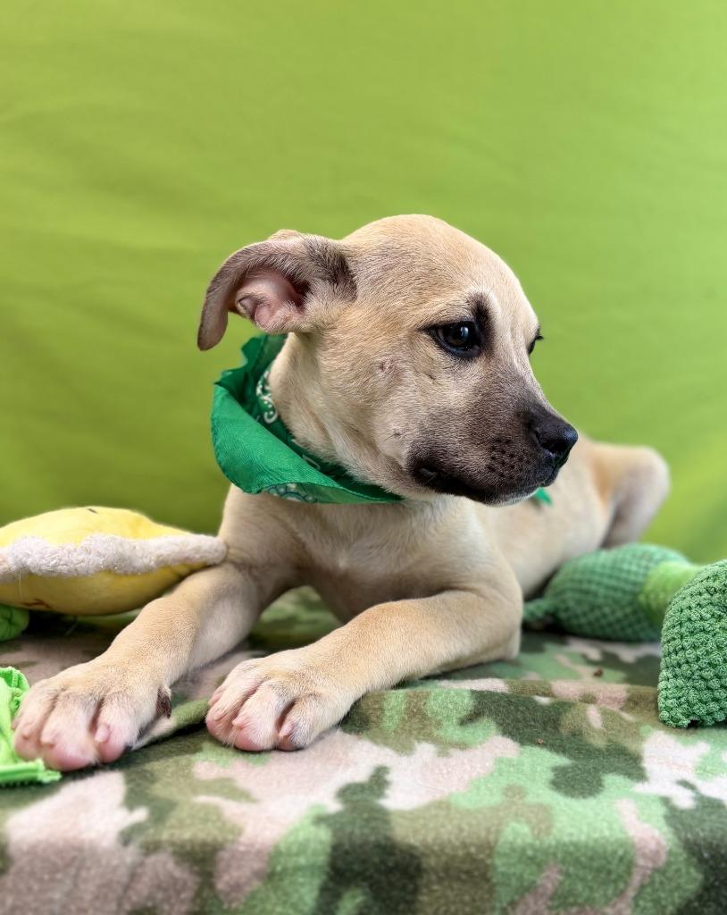 Enlarge Snake, a Adoptable mixed breed in Nacogdoches, TX image 4/5