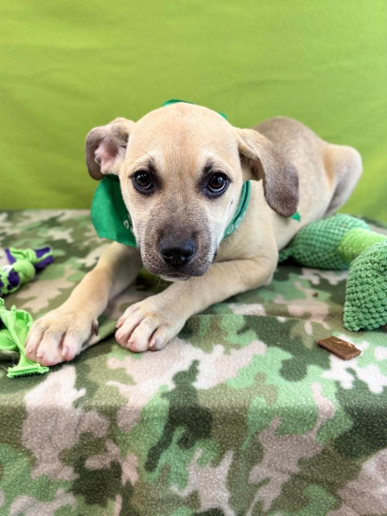 Enlarge Snake, a Adoptable mixed breed in Nacogdoches, TX image 5/5