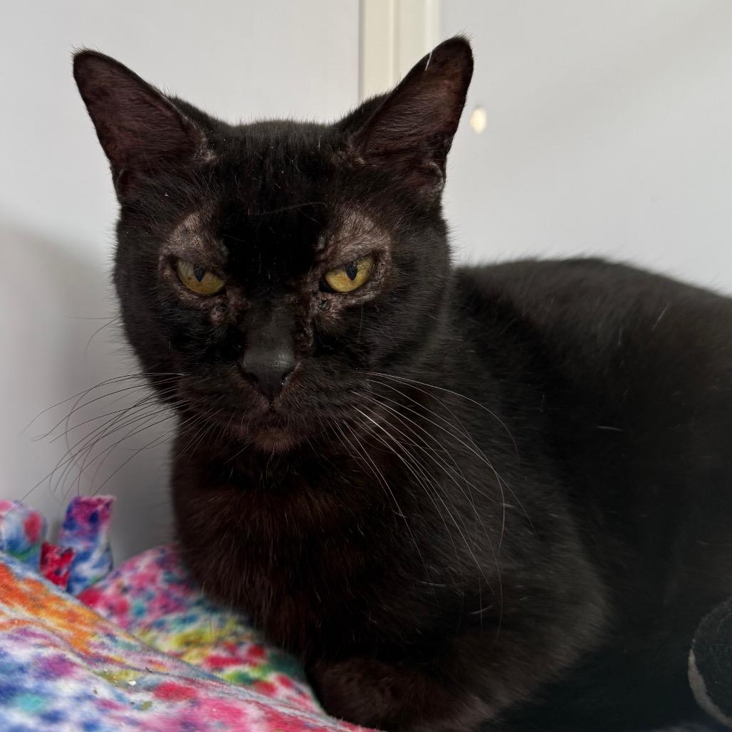 Sonja Brunhilde, Adoptable, Senior Male Domestic Short Hair.