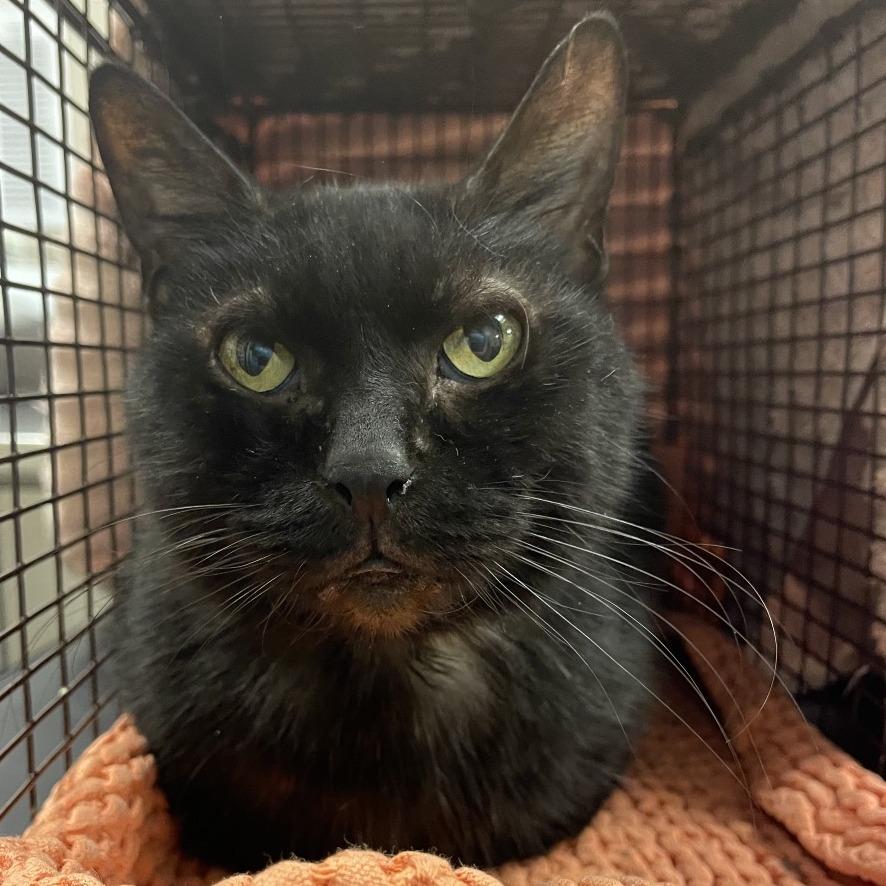 Enlarge Sonja Brunhilde, a Adoptable Domestic Short Hair in Chicago, IL image 2/4