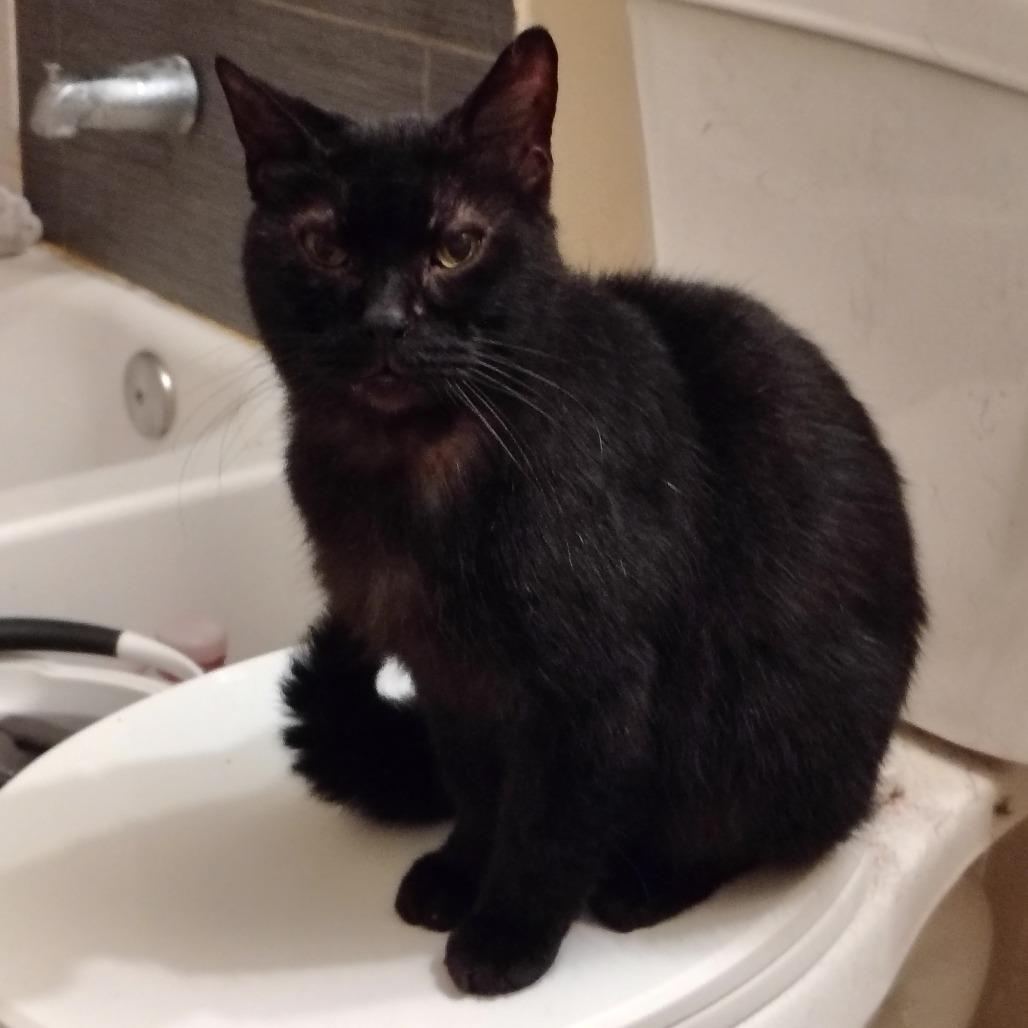 Enlarge Sonja Brunhilde, a Adoptable Domestic Short Hair in Chicago, IL image 3/4