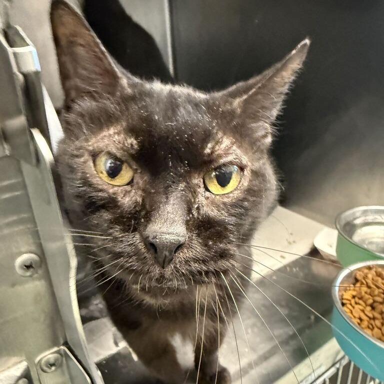 Enlarge Sonja Brunhilde, a Adoptable Domestic Short Hair in Chicago, IL image 4/4