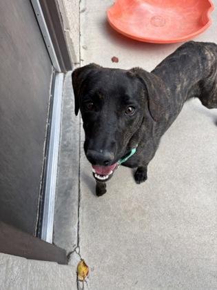 Tillie, Adoptable, Young Female Hound.