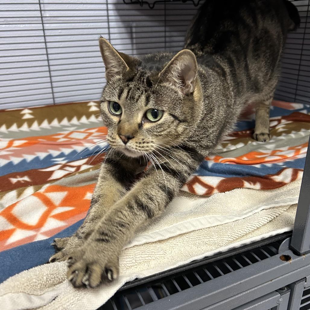 Proserpina 28188, Adoptable, Adult Female Domestic Short Hair.