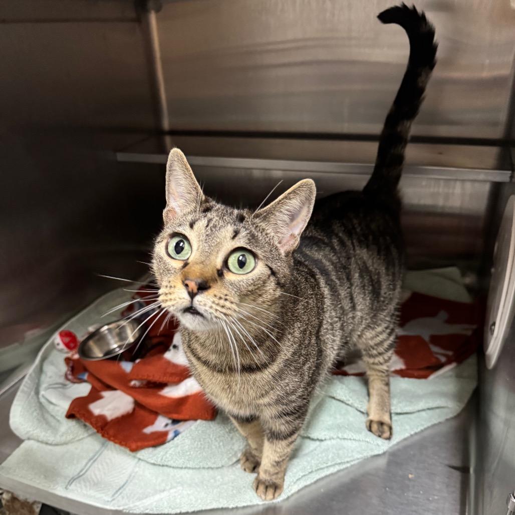 Enlarge Proserpina 28188, a Adoptable Domestic Short Hair in Middleburg, FL image 2/6