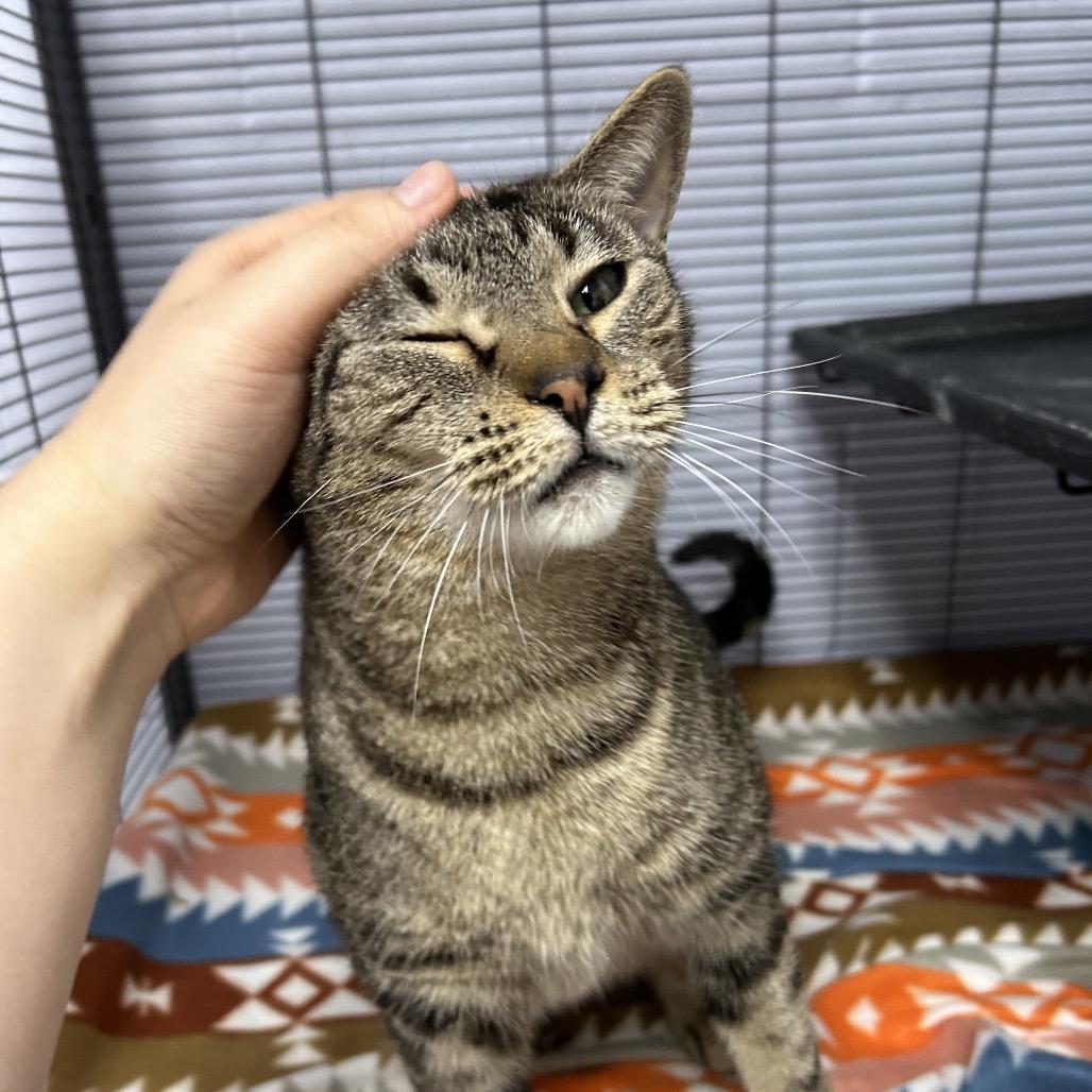 Enlarge Proserpina 28188, a Adoptable Domestic Short Hair in Middleburg, FL image 3/6