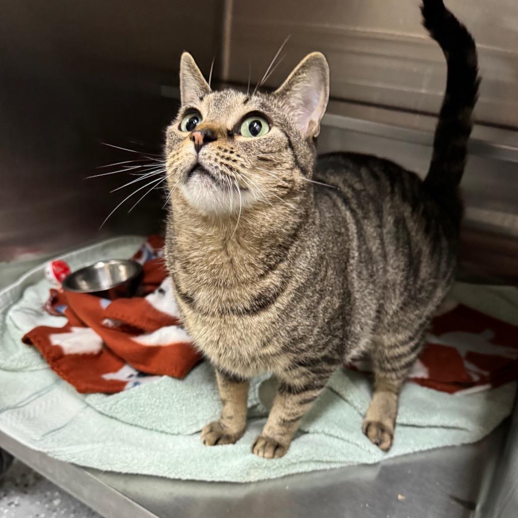 Enlarge Proserpina 28188, a Adoptable Domestic Short Hair in Middleburg, FL image 4/6