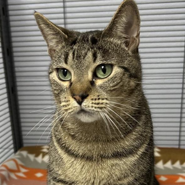 Enlarge Proserpina 28188, a Adoptable Domestic Short Hair in Middleburg, FL image 5/6