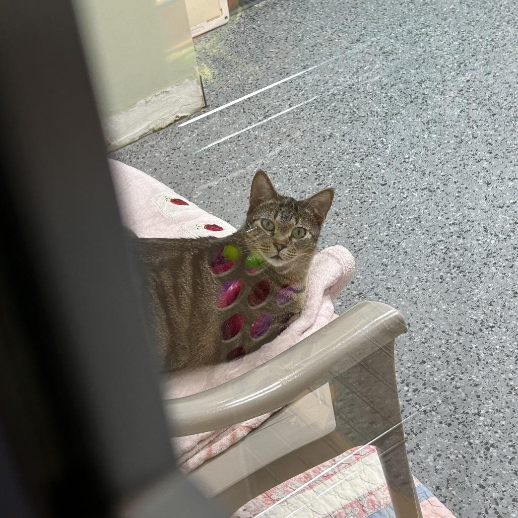 Enlarge Proserpina 28188, a Adoptable Domestic Short Hair in Middleburg, FL image 6/6