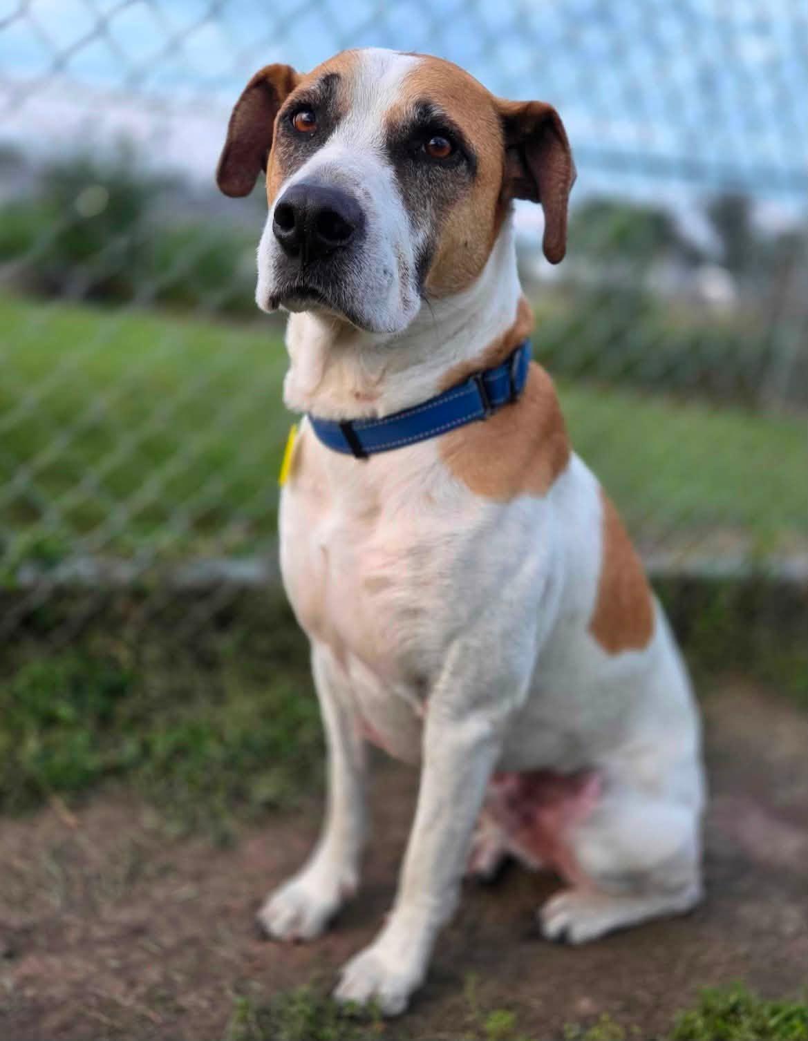 Finn, an adopted Mixed Breed in Davenport, IA image 2/2