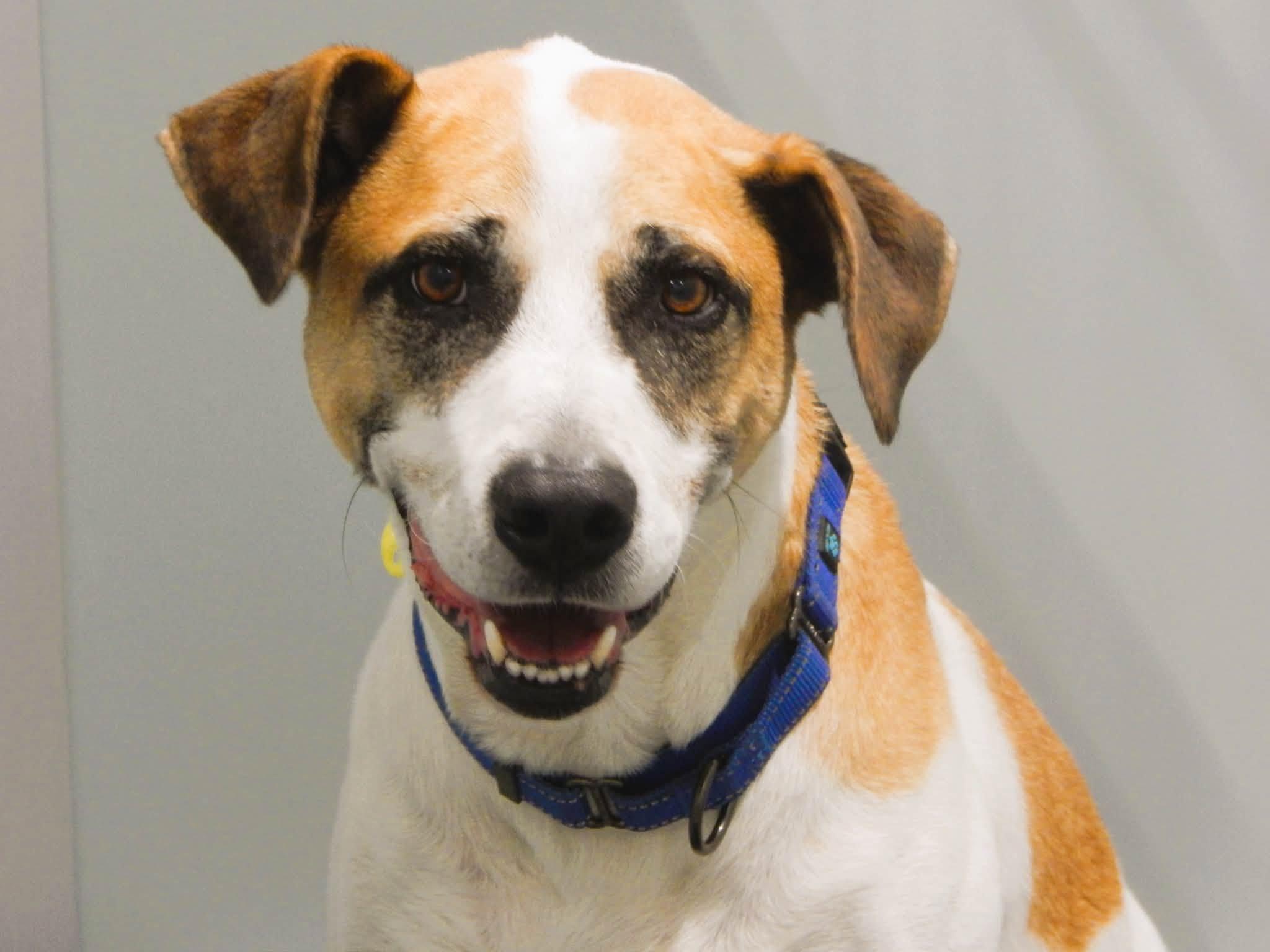 Finn, adopted, Adult Male Mixed Breed.