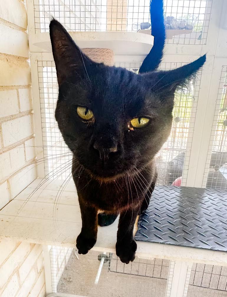 Meowcolm, Adoptable, Young Male Domestic Short Hair.
