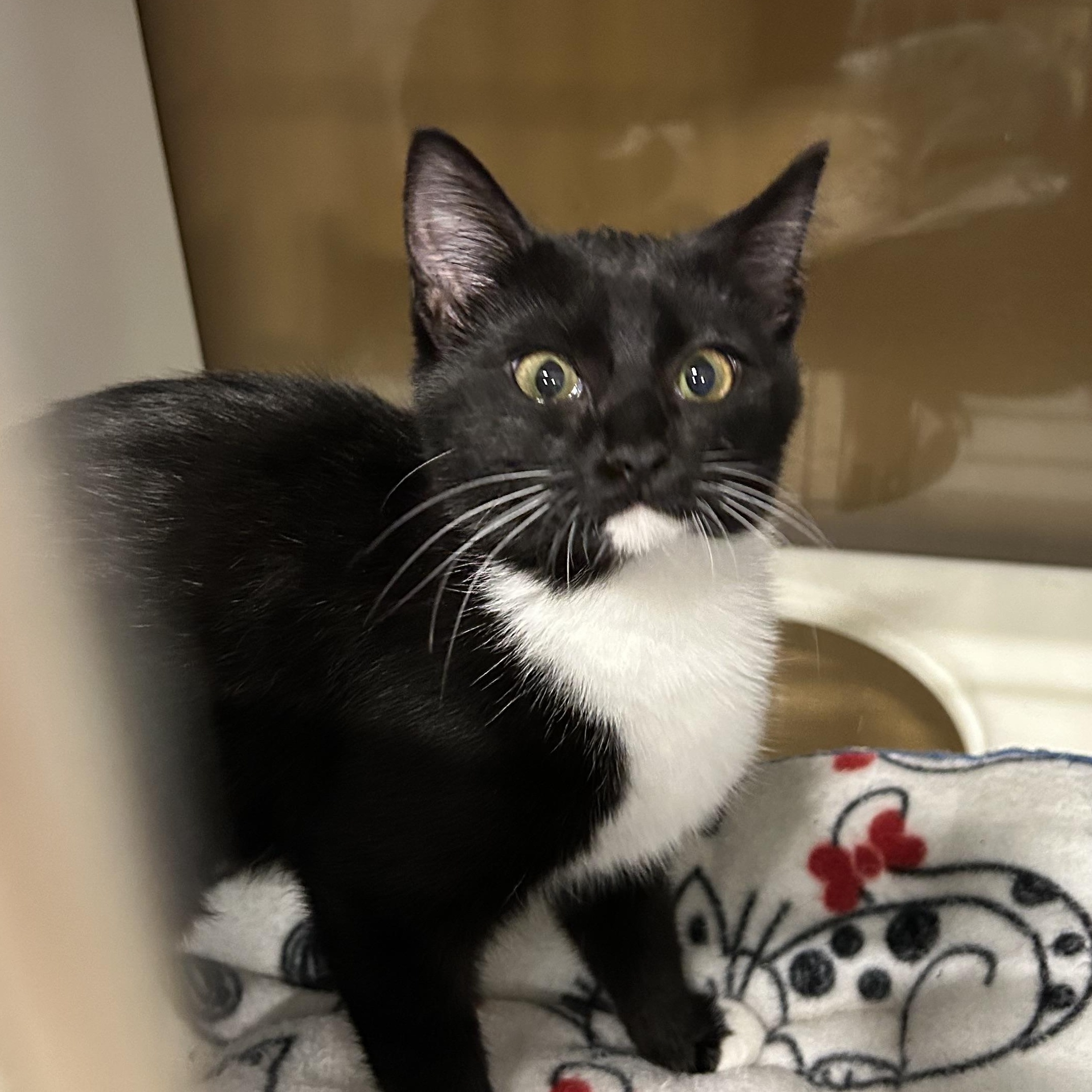 Windy, a Adoptable mixed breed in Fort Oglethorpe, GA image 4/5