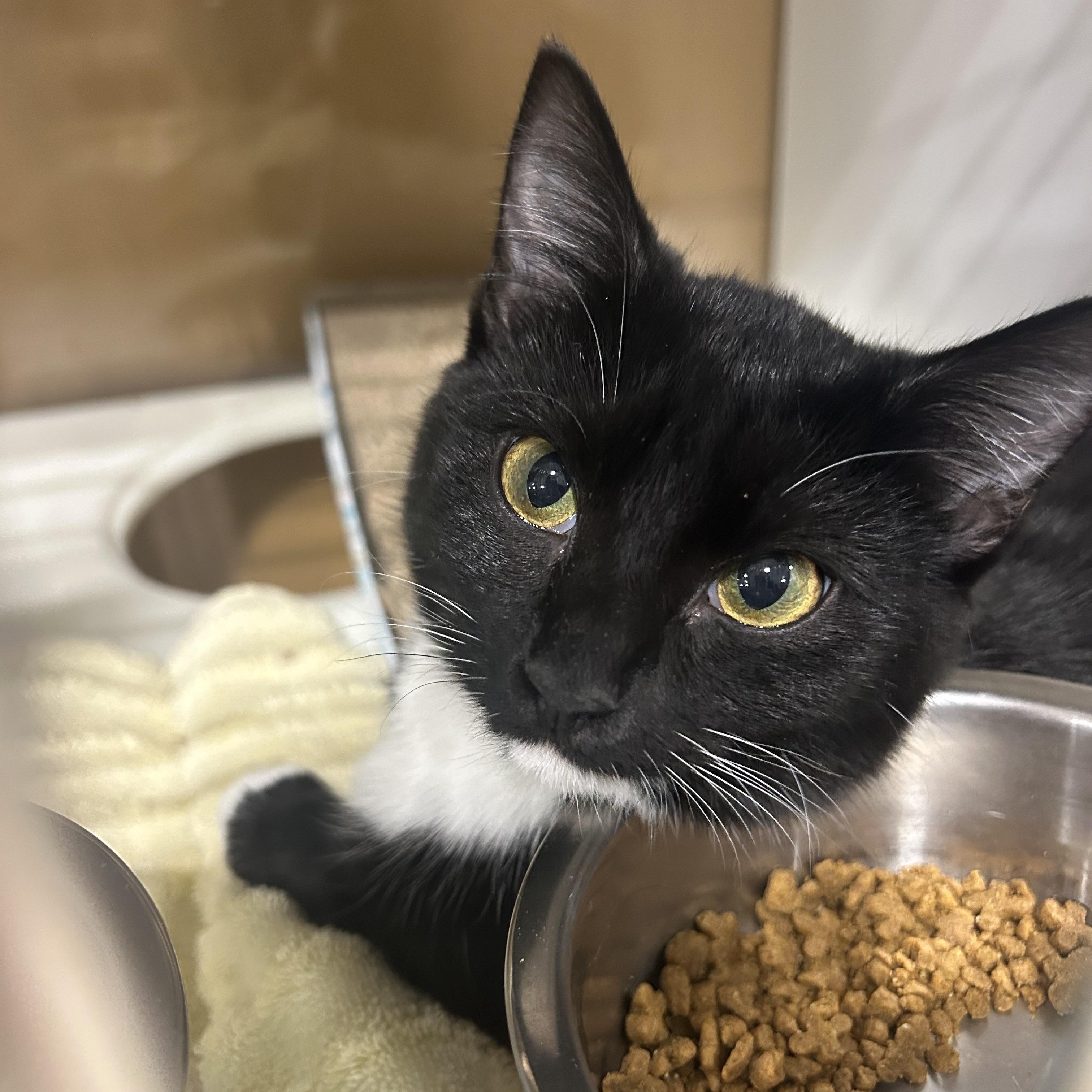 Windy, a Adoptable mixed breed in Fort Oglethorpe, GA image 1/5