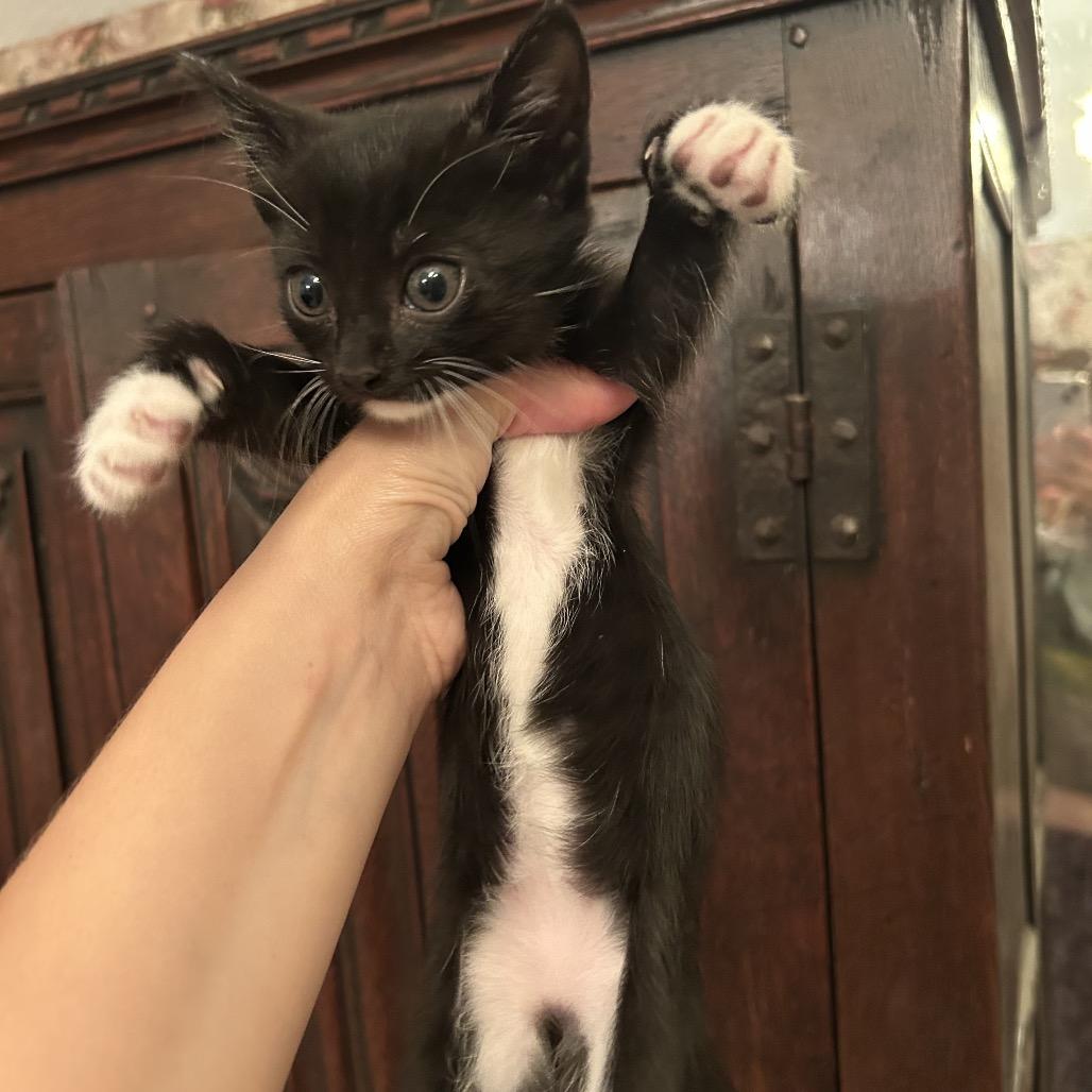 Windy, a Adoptable mixed breed in Fort Oglethorpe, GA image 5/5