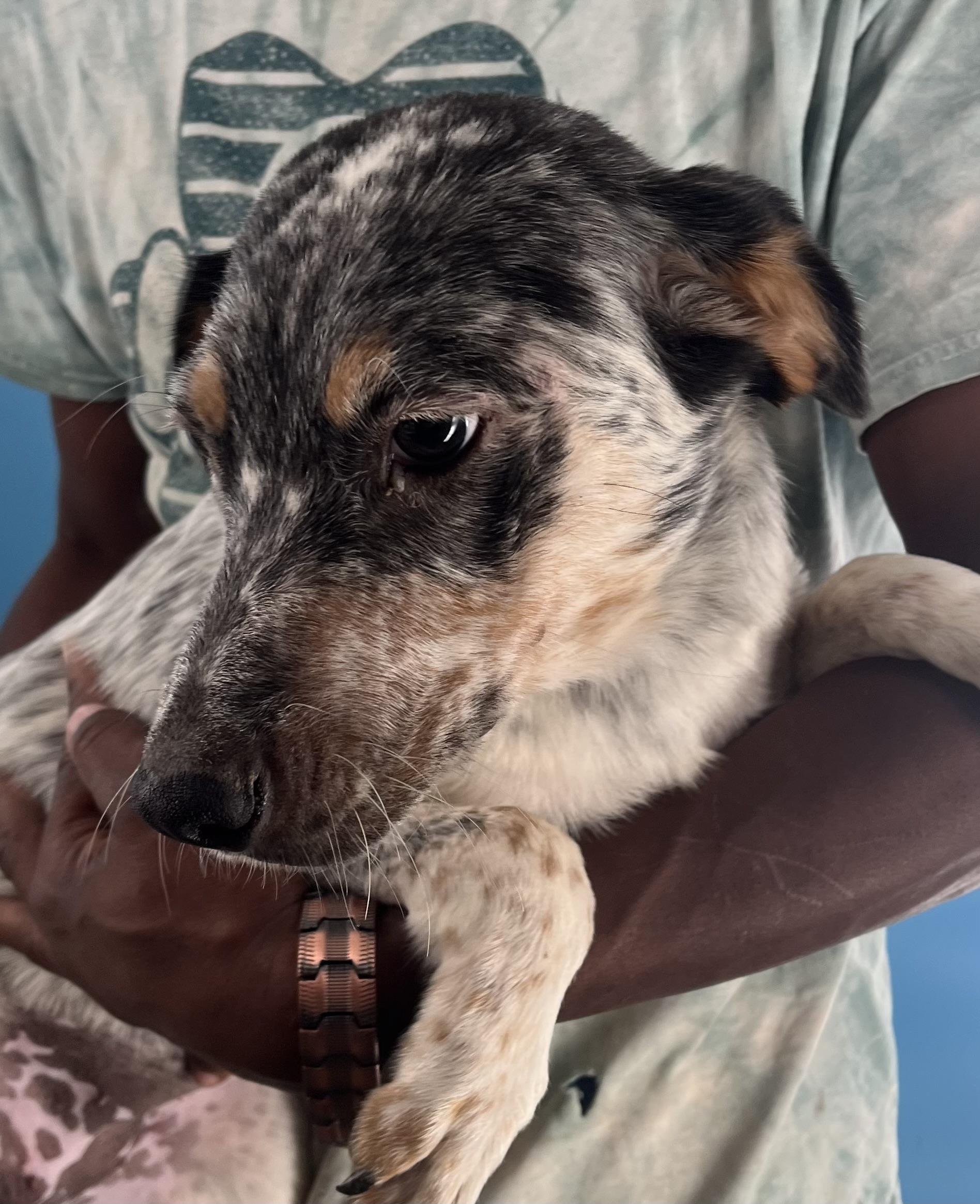 Tish  Local Nov thumbnail 3