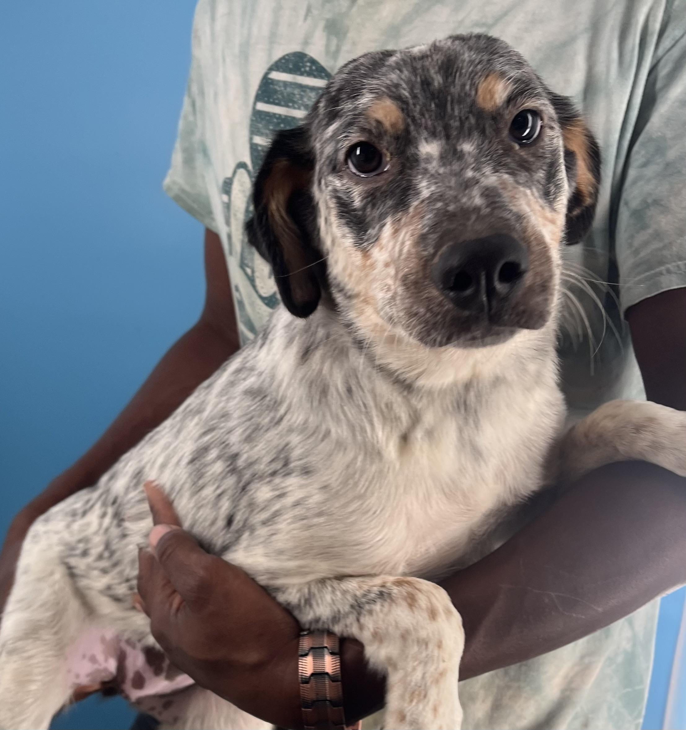 Tish  Local Nov thumbnail 2