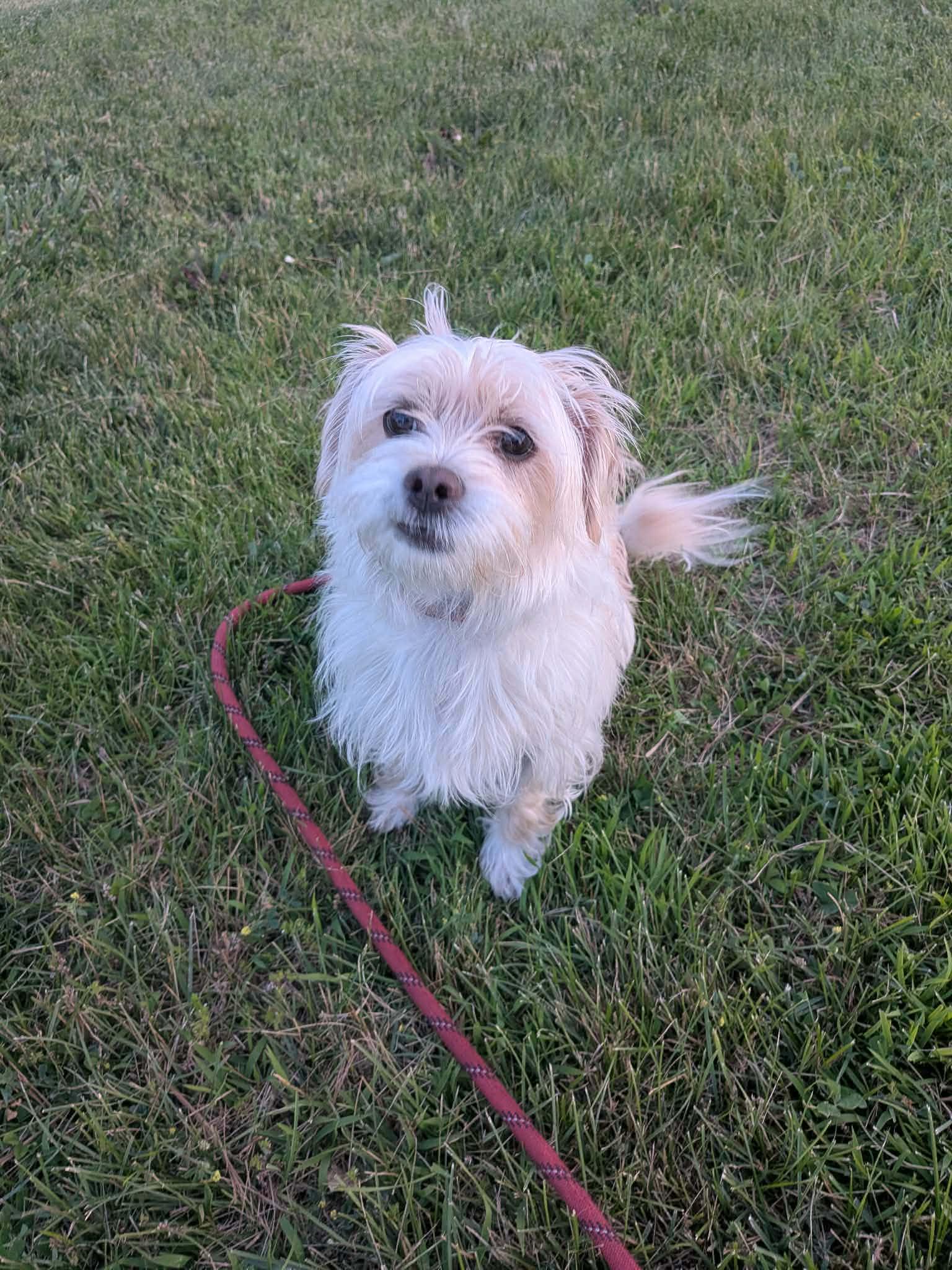 Fluffy, an adoptable mixed breed in Vaudreuil-Dorion, QC image 2/2