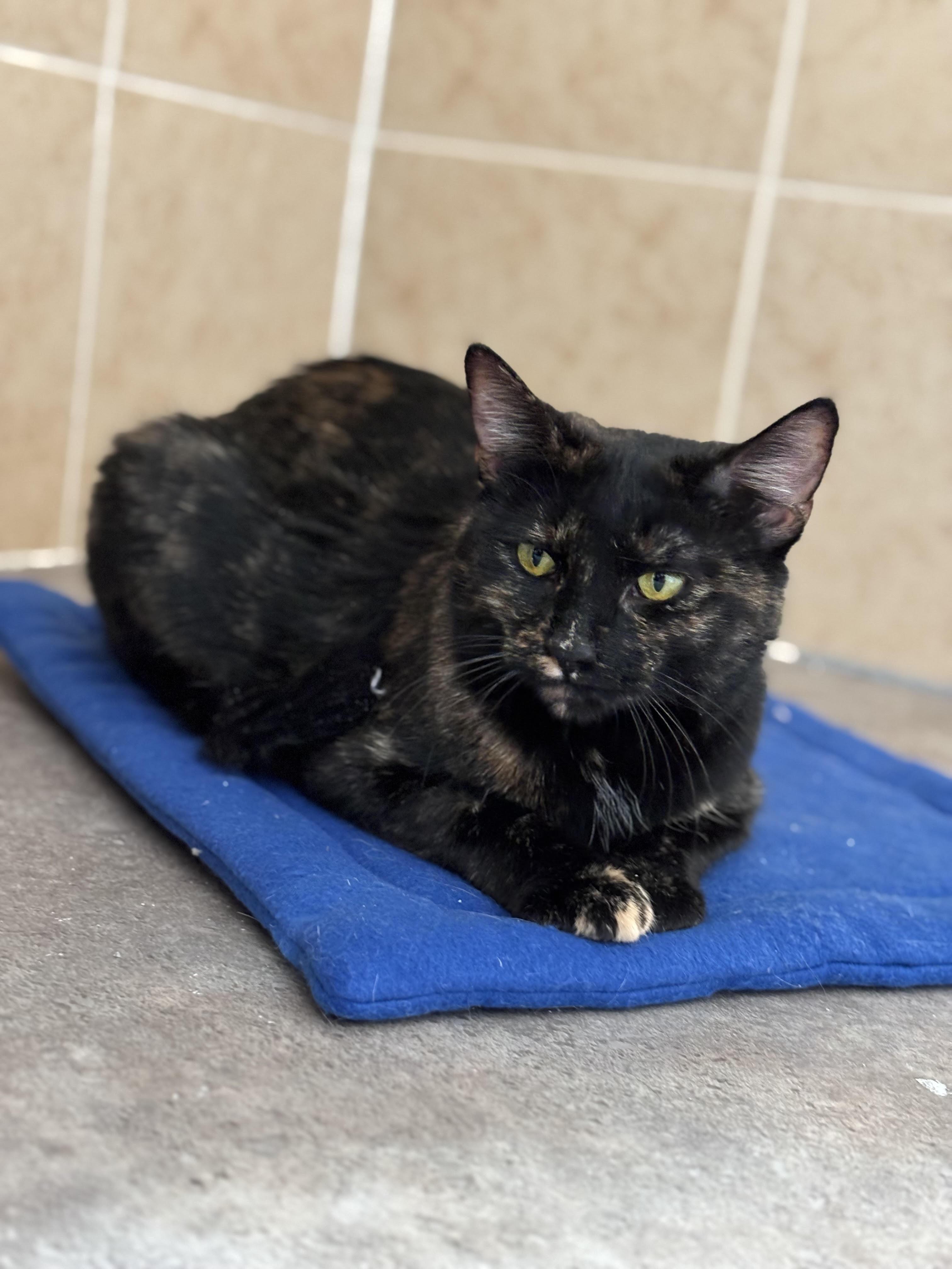 Sable, an adoptable Domestic Short Hair in Rock Springs, WY image 1/2