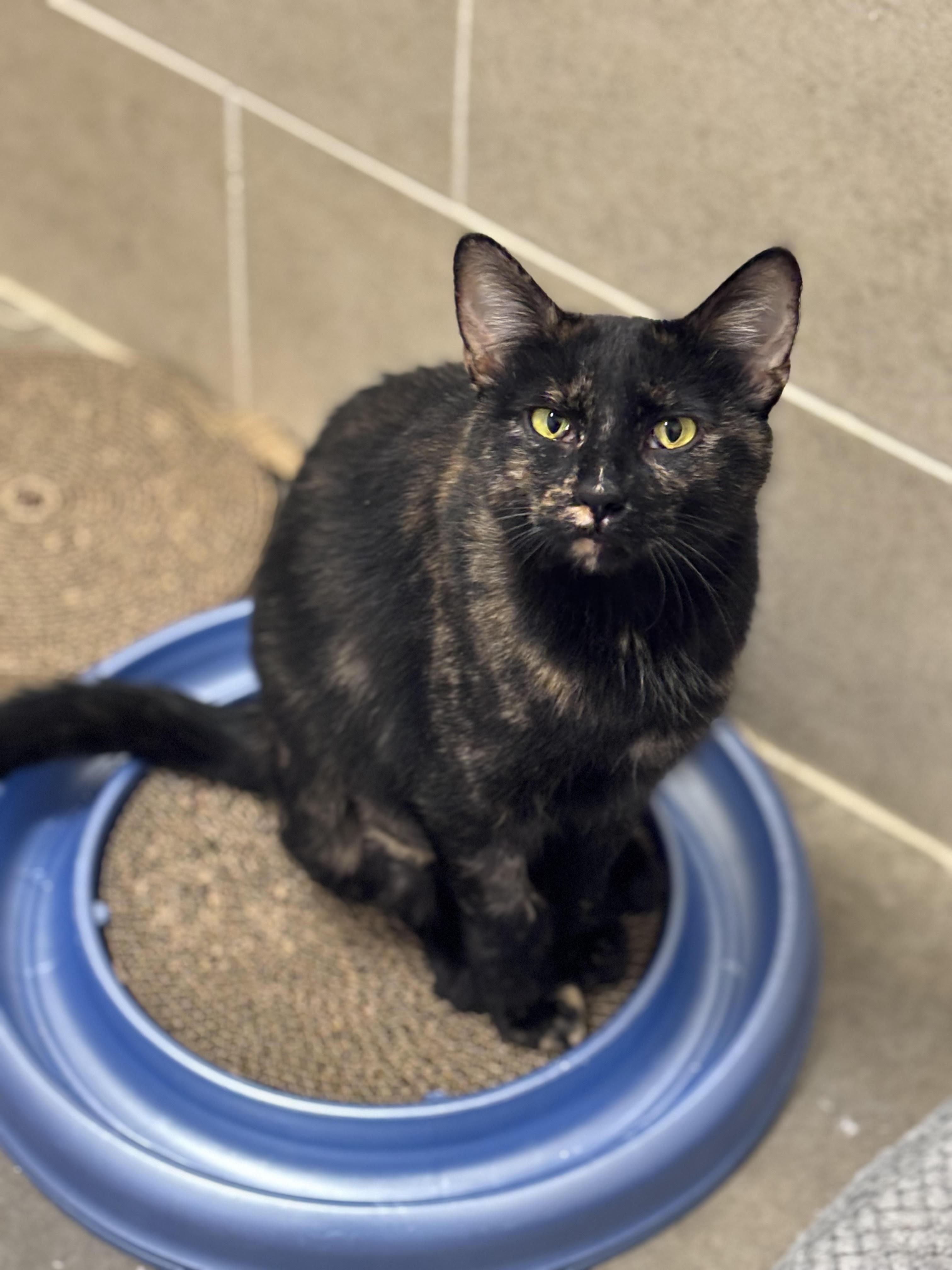 Sable, adoptable, Adult Female Domestic Short Hair.
