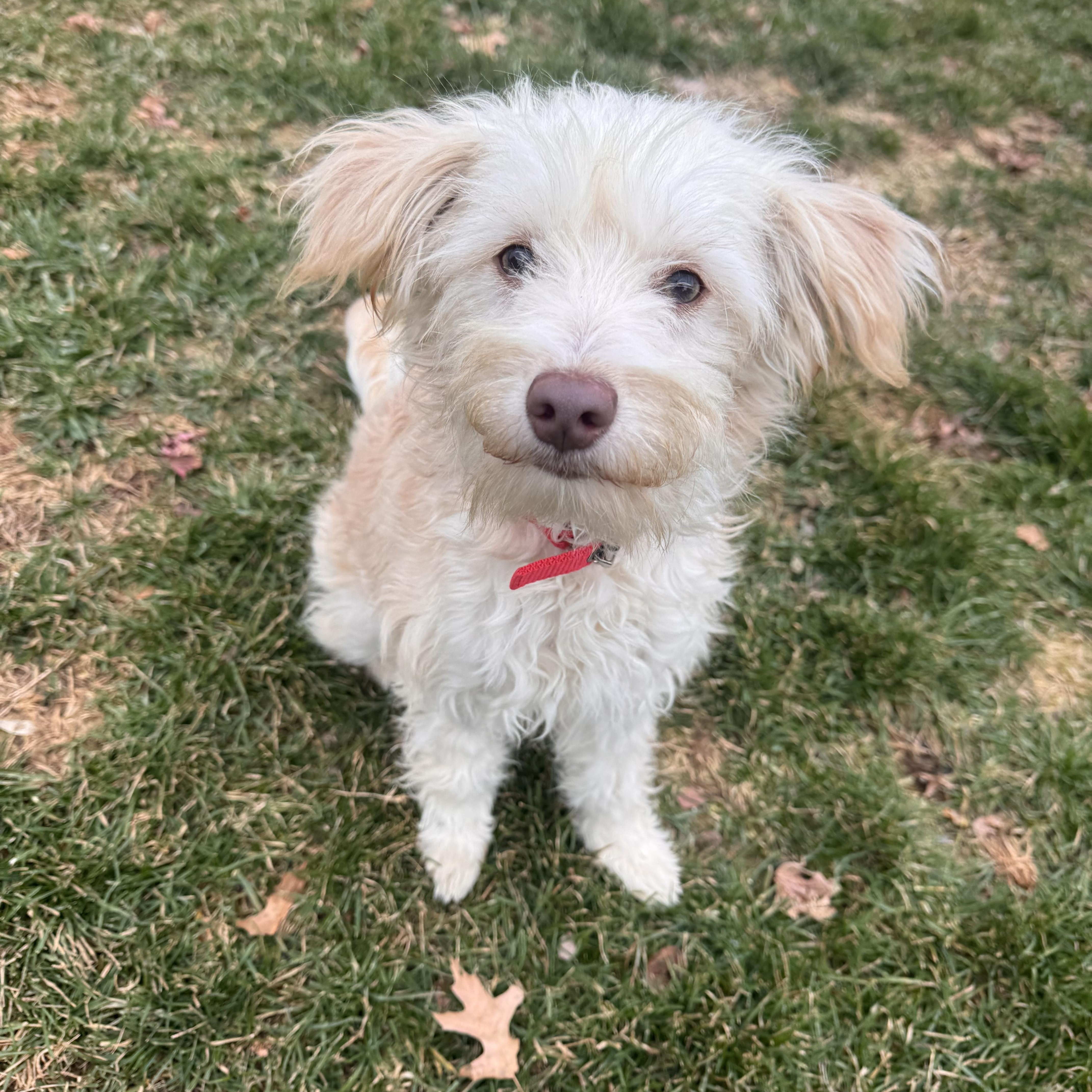 Winnie , ADOPTABLE, Young Female Maltese.