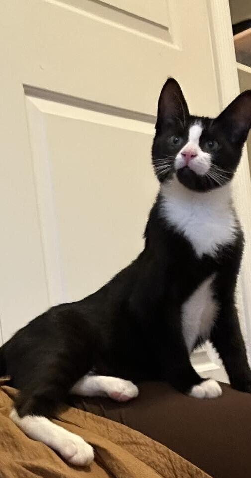 Justice, Adoptable, Kitten Female Domestic Short Hair.