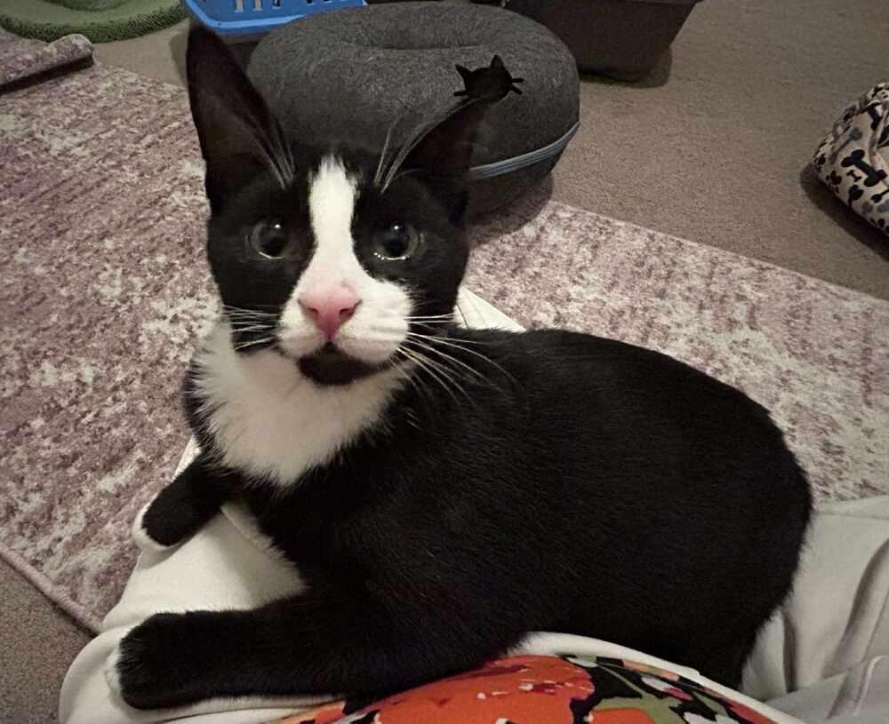 Enlarge Justice, a Adoptable mixed breed in Lebanon, OR image 2/2